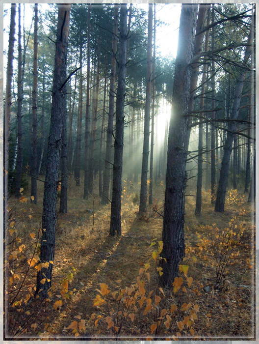 Morgen im Kiefernwald