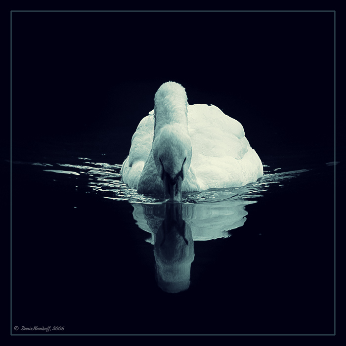 Swanlake...