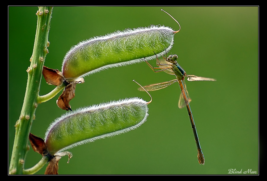 Die Prinzessin und der Bean:)