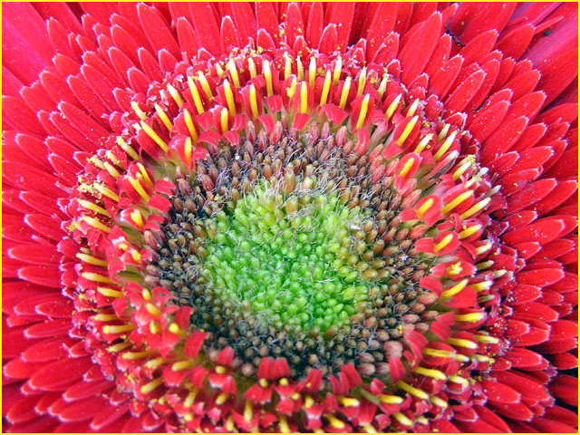 Gerbera