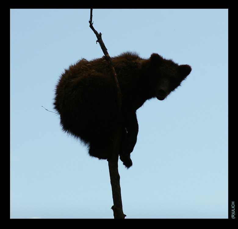 Ich Wolke, Wolke, Wolke ...