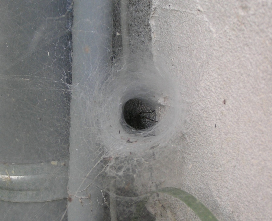 Black widow's well come!