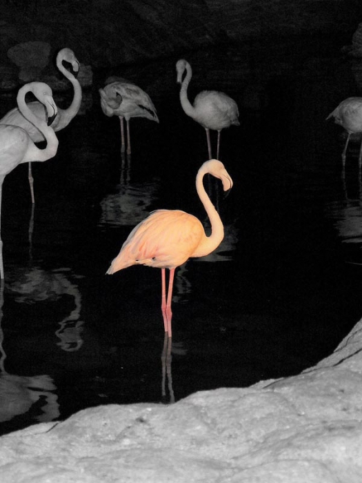 Night Flamingos
