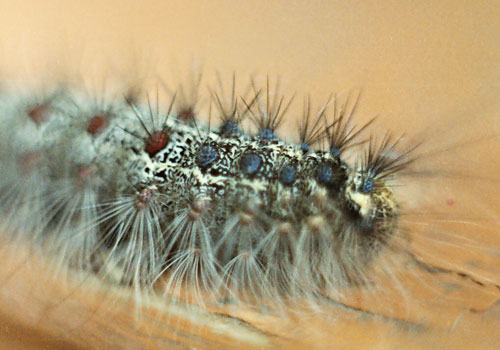 Haarig Insekt