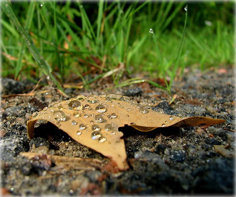 Ich weiß, dass das Blatt ist verwelkt, aber nicht darüber nachdenken ..
