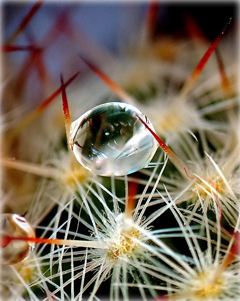 Delikatesse kolkastsi