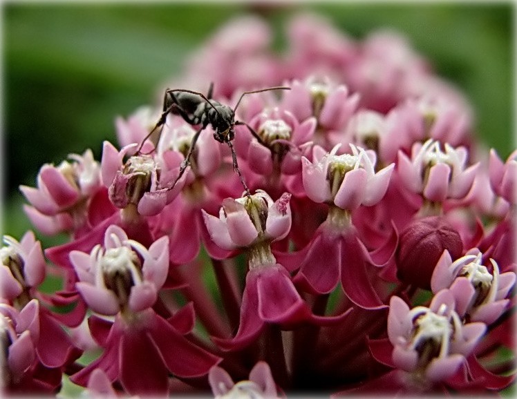 ... Jetzt werde ich fallen!