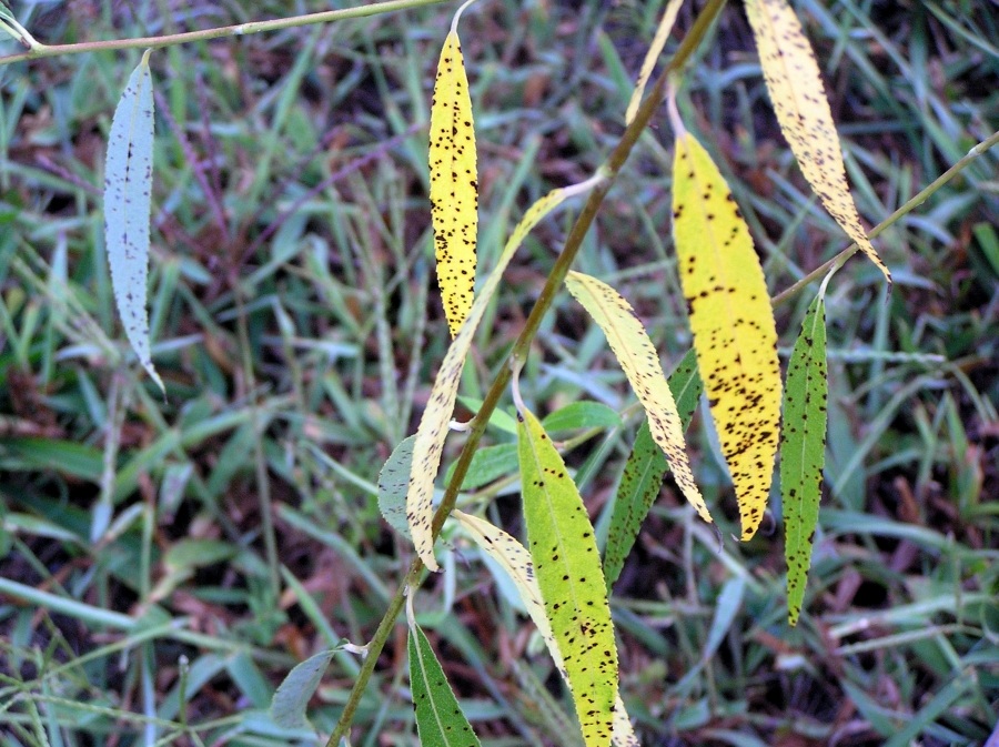 Die Blätter stehen in voller Blüte