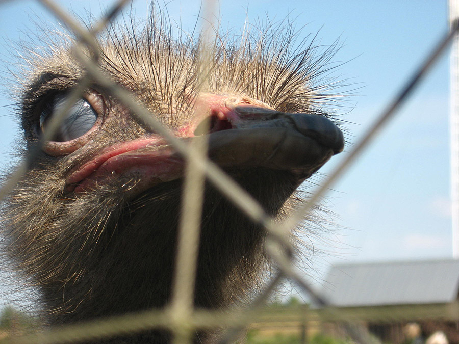 ... In Gefangenschaft Genährt ...