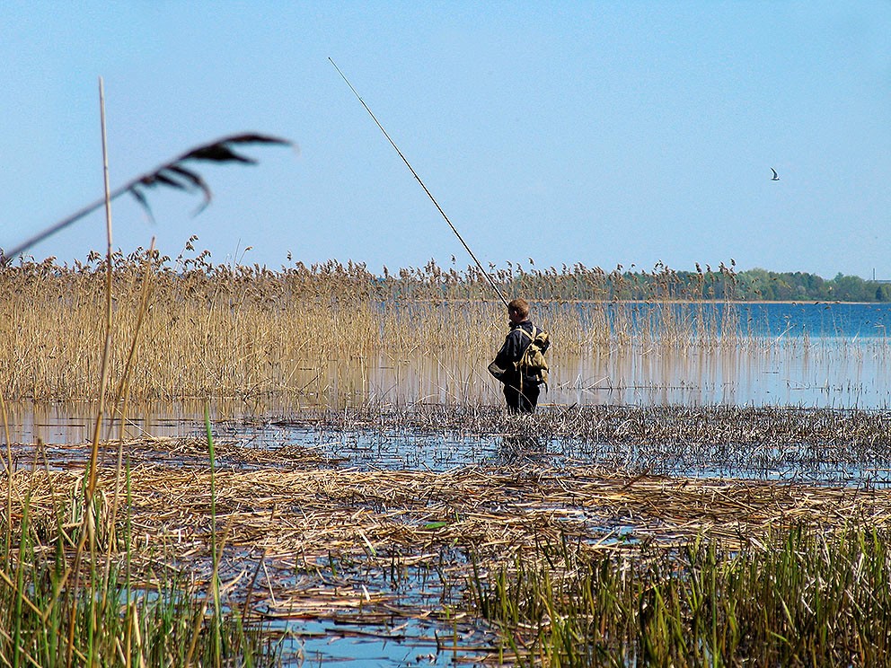 "Nun, Kaulquappen, hängen!"