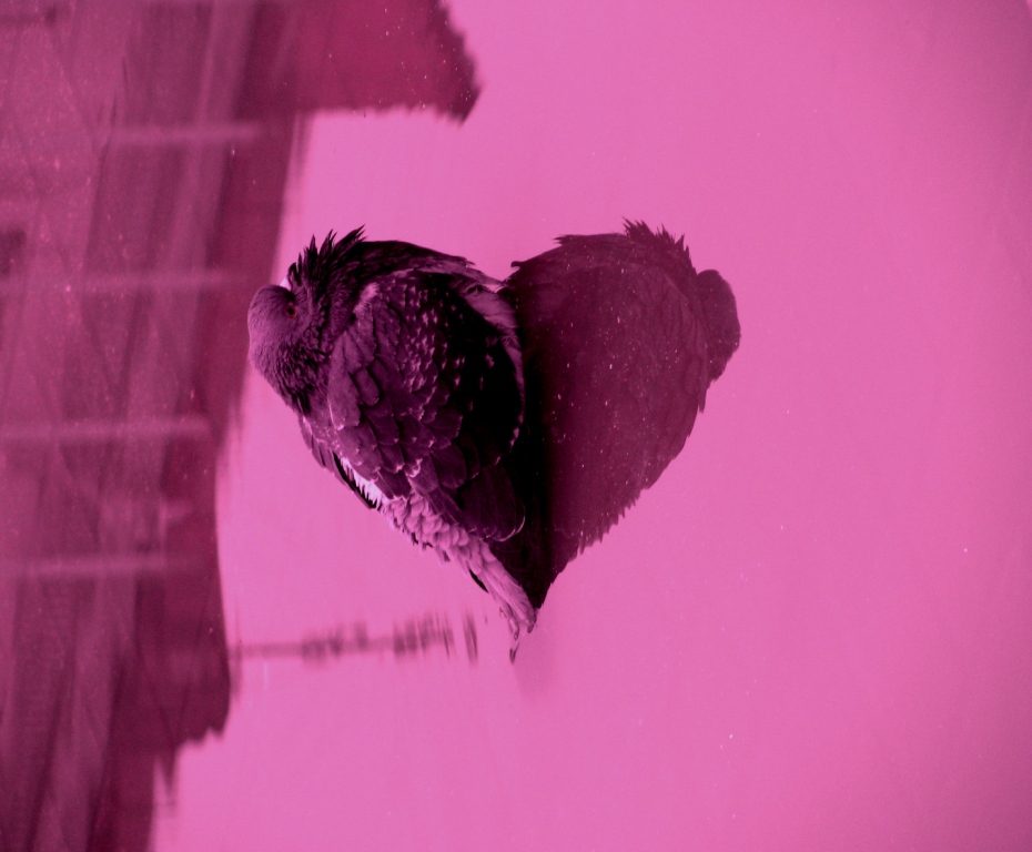 Pigeon Herz