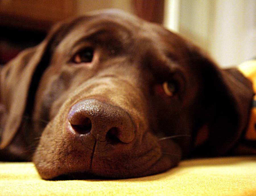 Meine Schokolade Nase