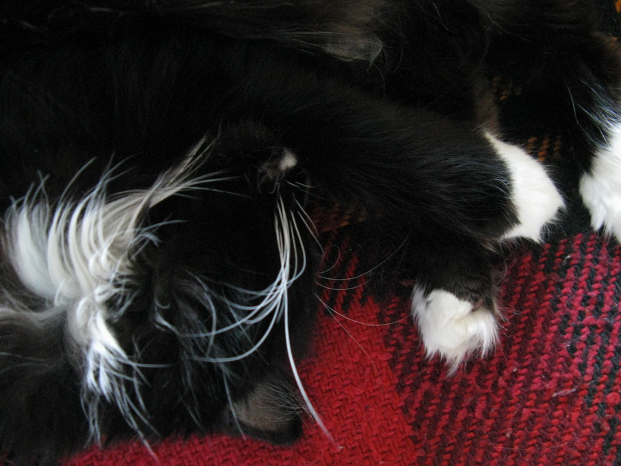 süßer Traum, dass der Neid