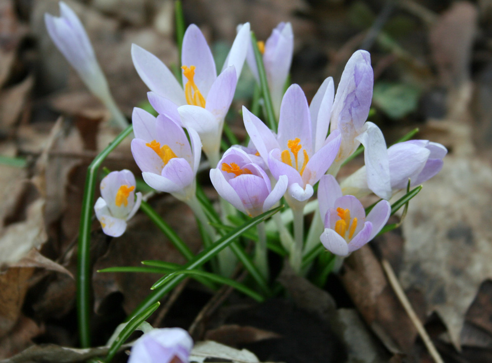 Vesna. pachatak zhytstsya