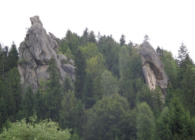 Giftzähne der Natur
