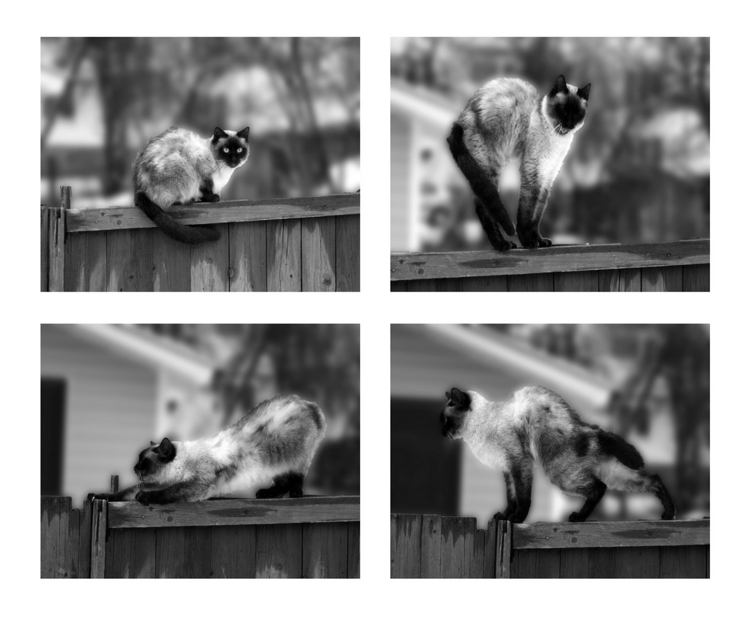 Die Geschichte einer Katze