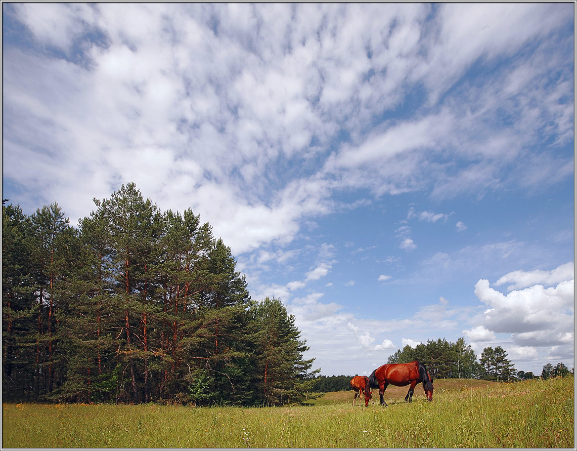 Irgendwo in der Mitte des Sommers