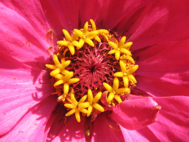 Zinnia