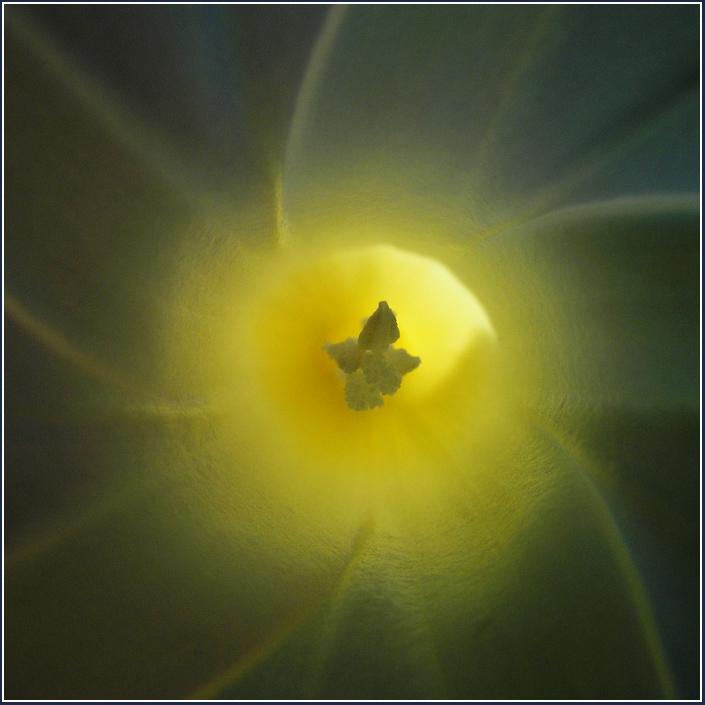 Im Inneren der Blüte