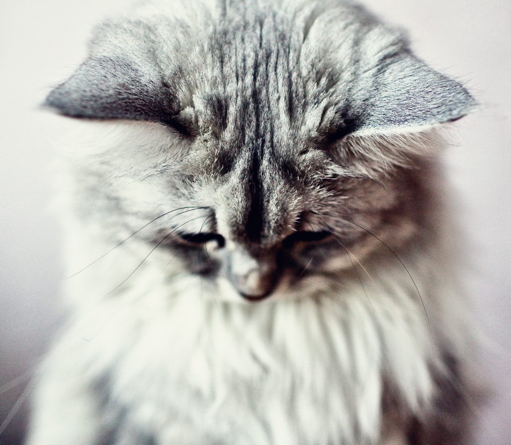 Hazyain ... Nun Prastio pazhalusta ...