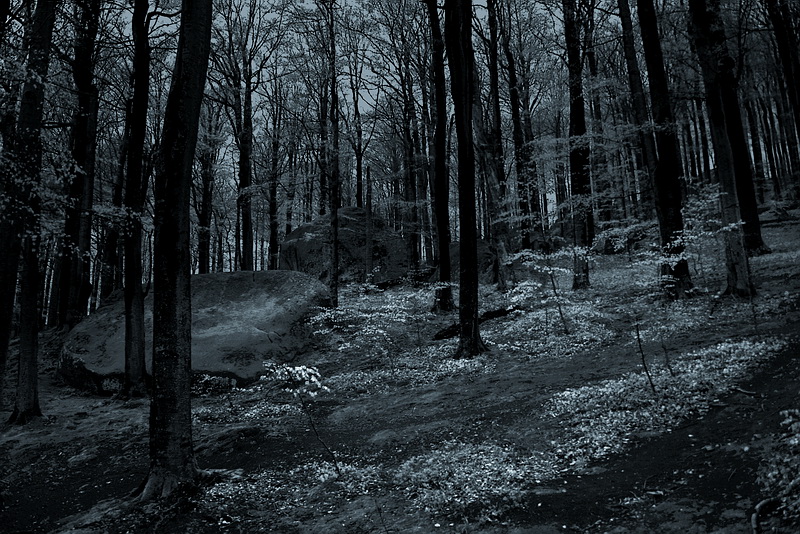 Entlang der Straße einen tiefen Wald ...