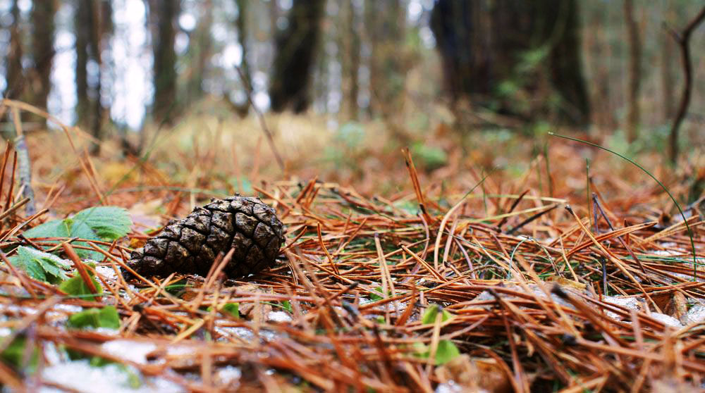 Mit den Augen der Weißen