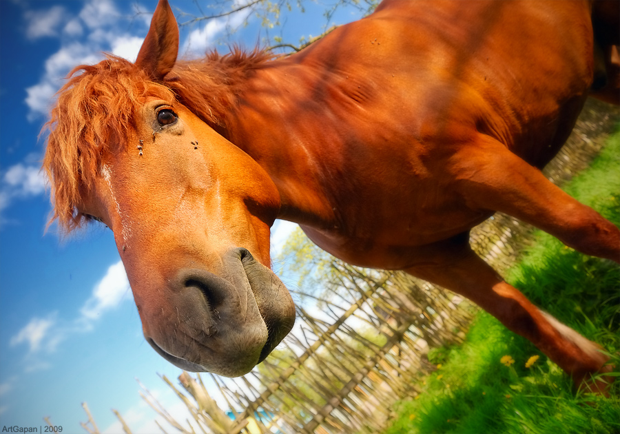 ... Jährige loshadk0