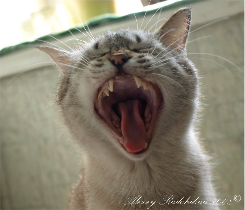 Ich spaaat wollen ...