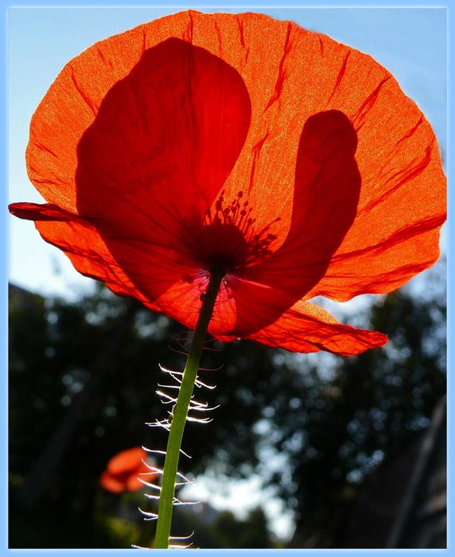 Butterfly hinter dem Vorhang