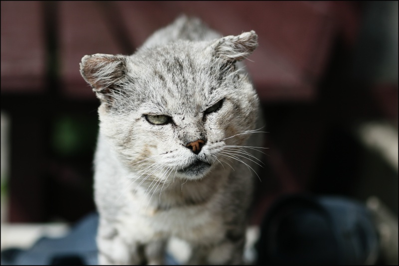 some kind of monster