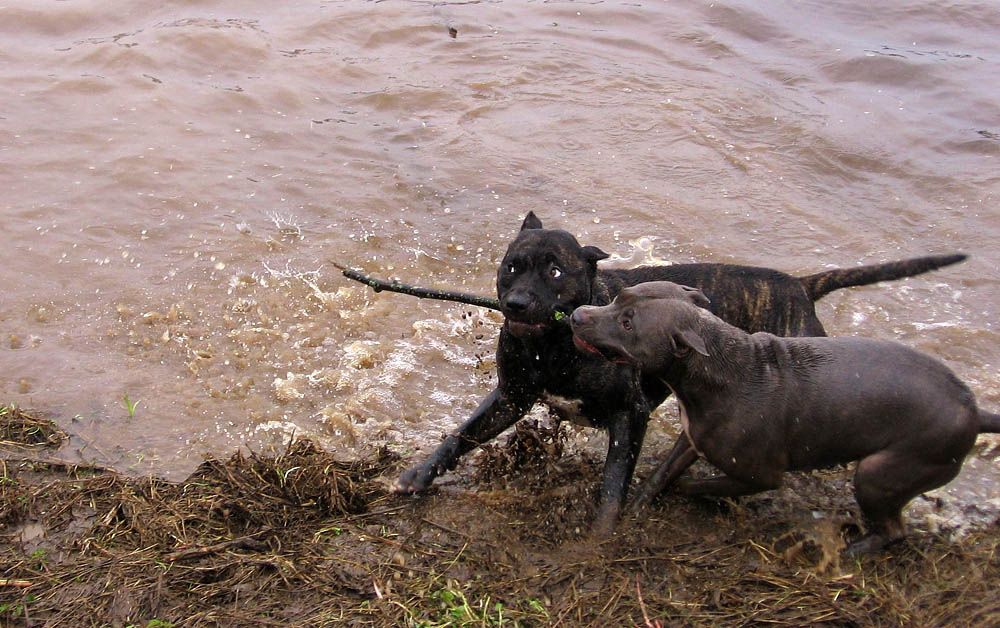 Gib es zurück! .. Mein! "