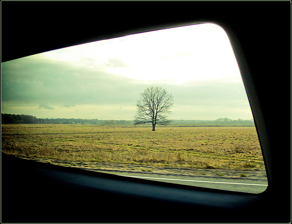 Einsamer Baum bewegen