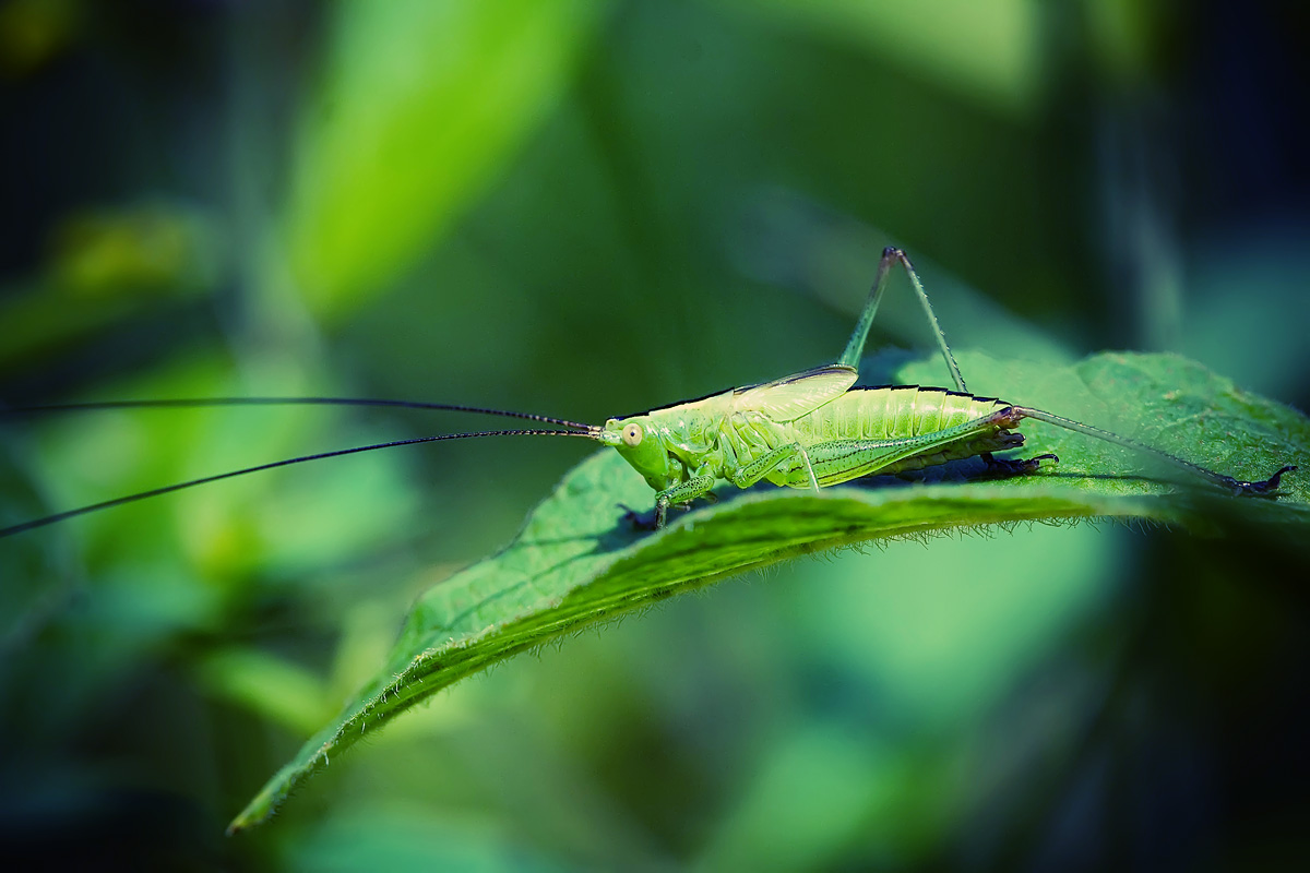 Im Gras Heuschrecke Sa. ..