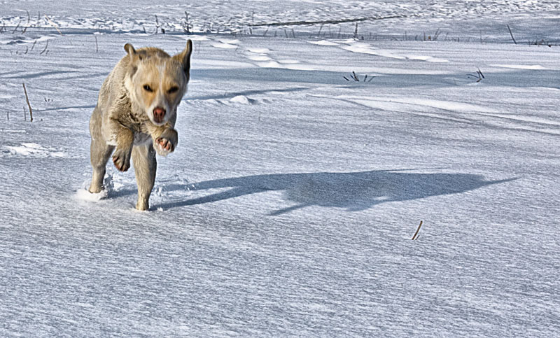 Running in snow