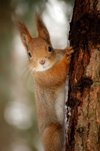 Hier ist was ich bin ...