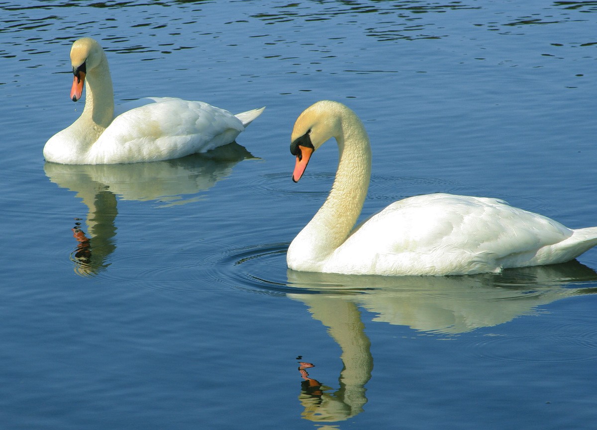 Vorboten des Frühlings