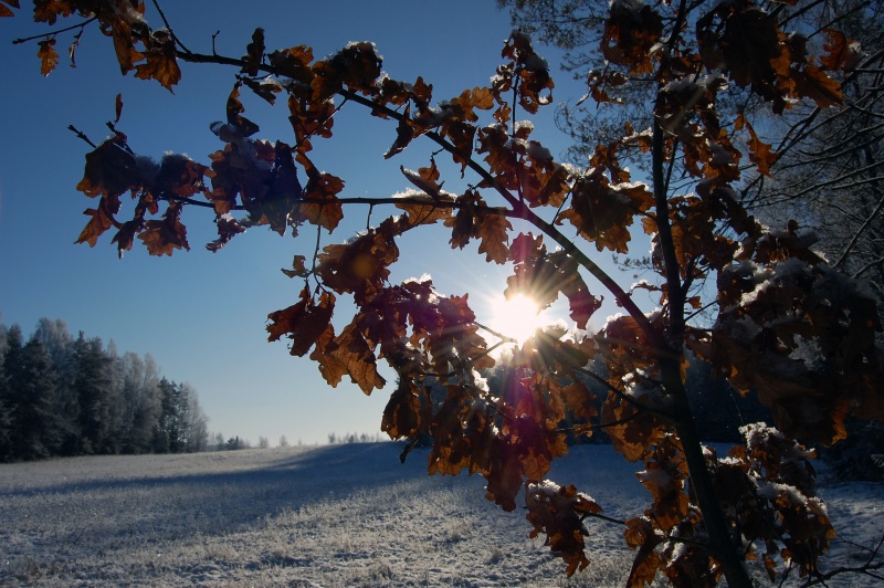 Winter und Herbst Stimmung)