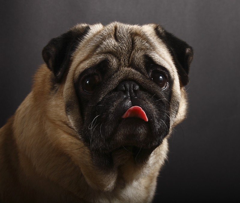 Flower - Blütenblatt