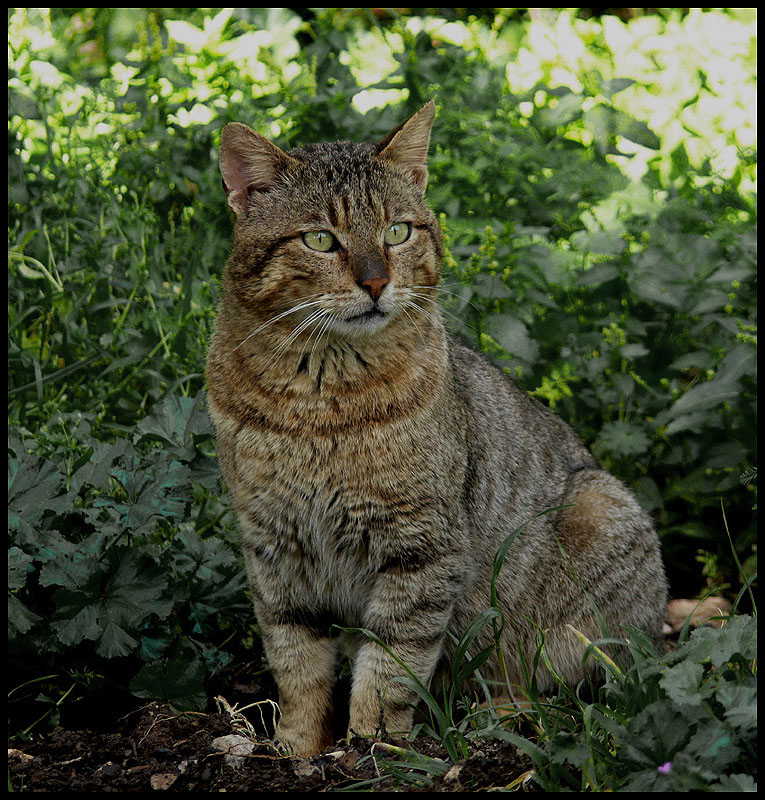 Tier mit dem Namen der Katze
