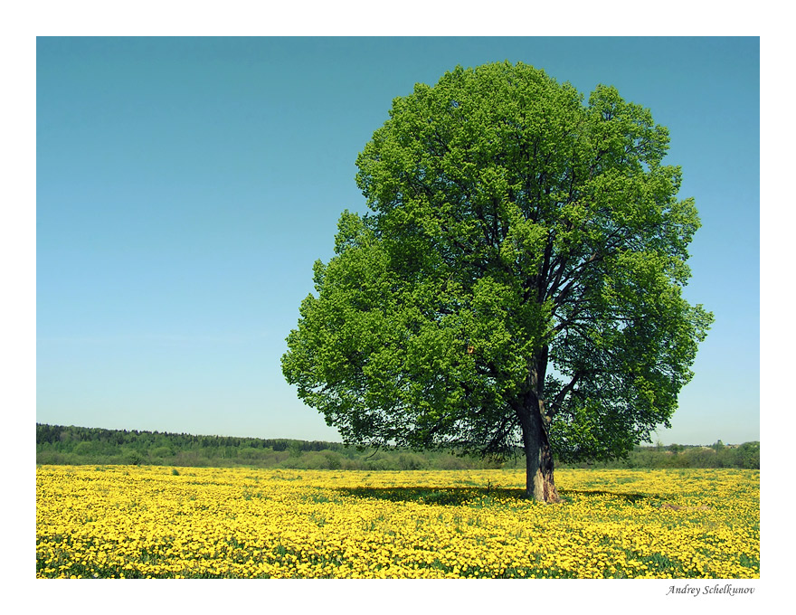 Einfach Frühling Bild
