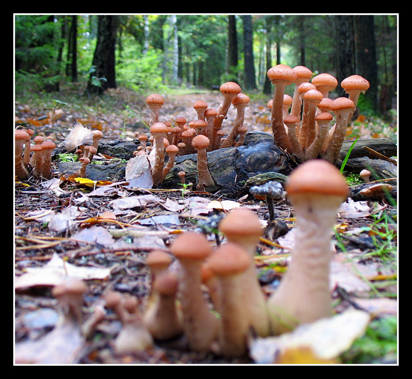 Mushroom Kingdom.