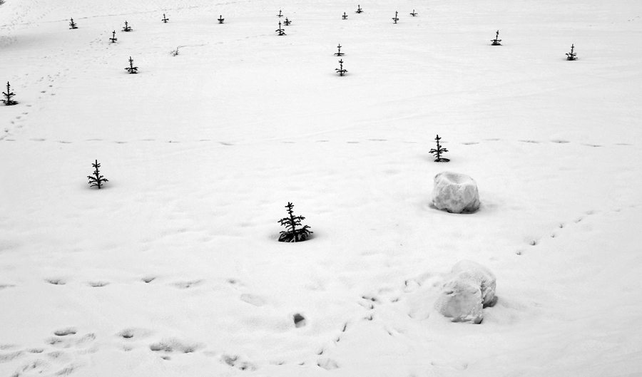 Es ist noch nicht ein Wald