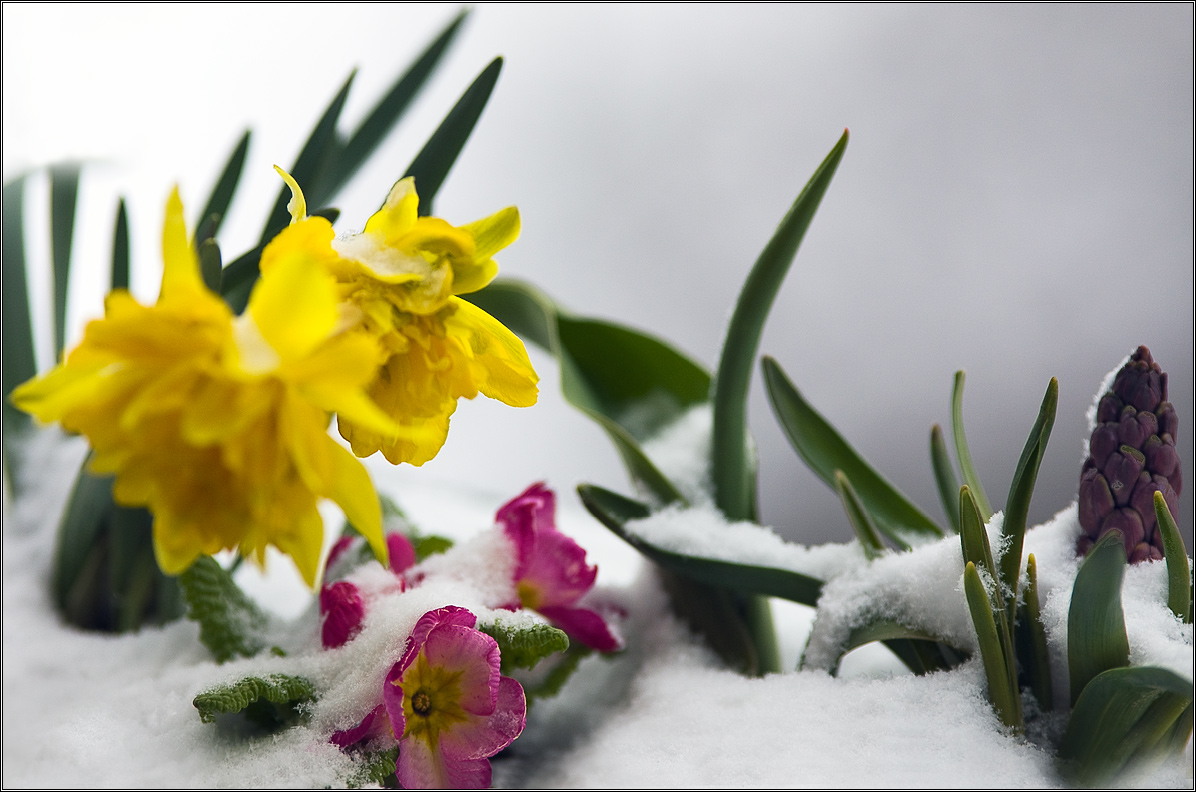 Früher oder später kletterte Schnee