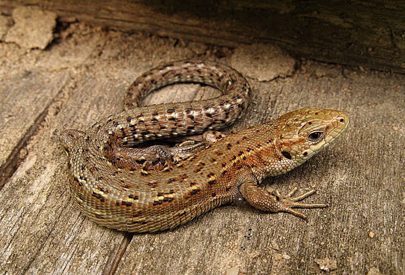 Nachfahre des Drachen