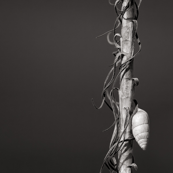 Porträt eines Stengel