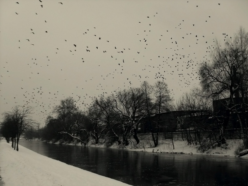 Die Saatkrähen sind angekommen