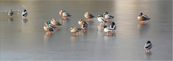 Warten auf den Frühling