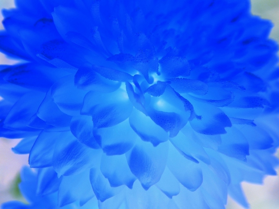 Gori alle blaue Flamme