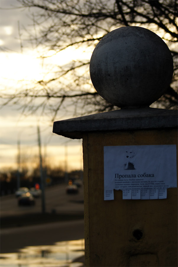 Der Hund war weg ...