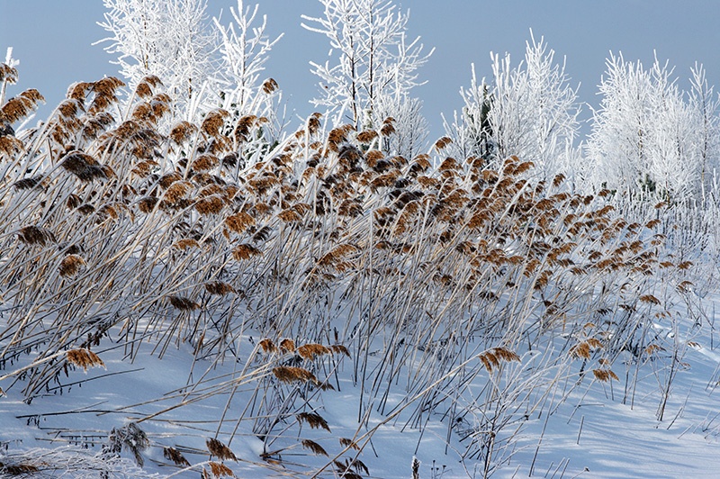 Cane auf der Straße
